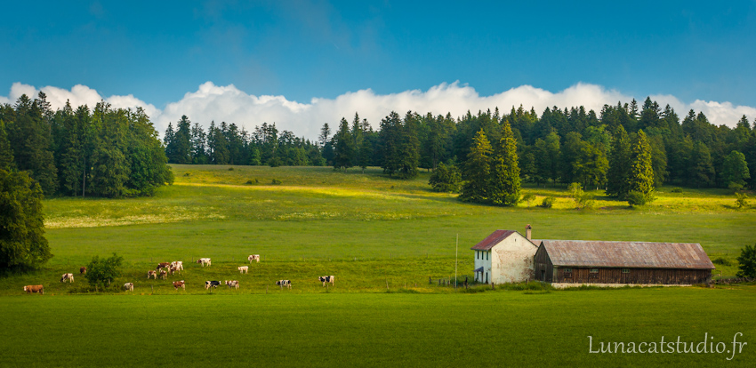 Photographe de paysage Suisse : vaches au pré