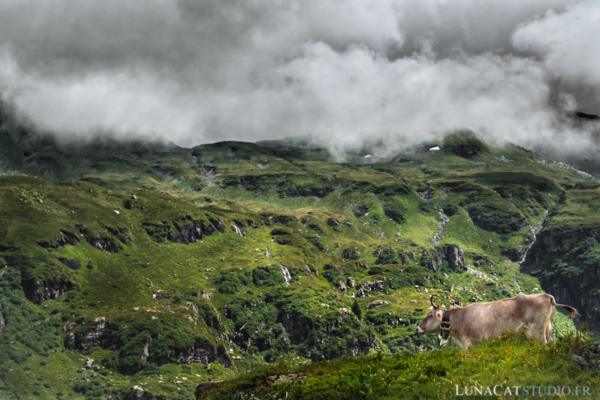 Photographe paysage | Arbre solitaire Photographe paysage | Arbre solitaire