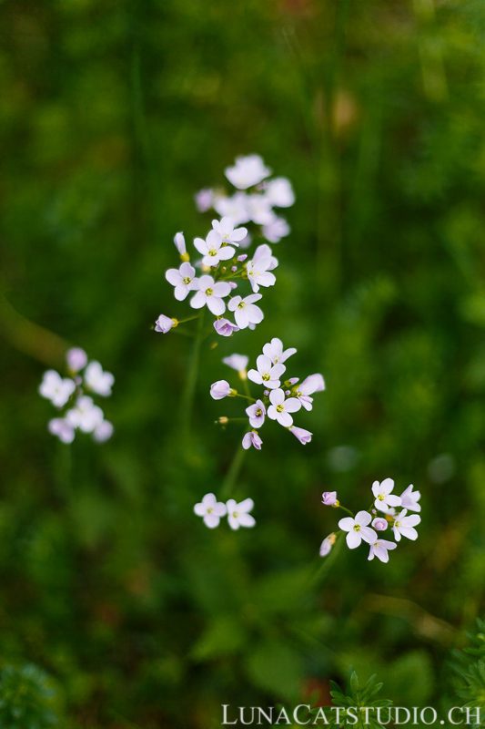 mélanie philippe séance photo engagement lausanne