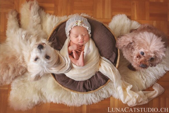 photo nouveau-né chiens