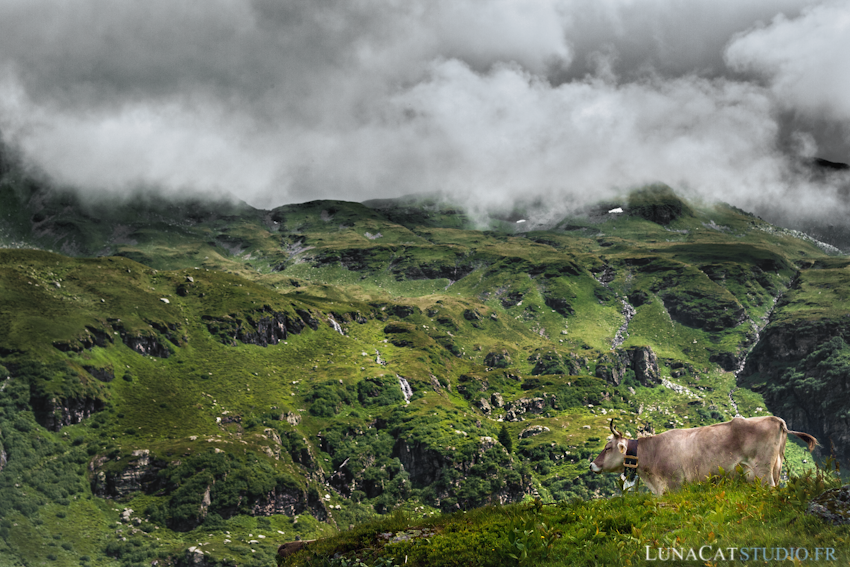 photo suisse vache