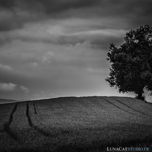 photographe paysage arbre solitaire