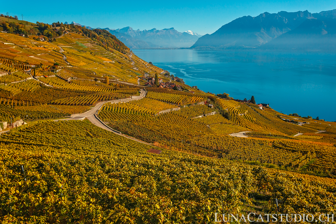 vignes lavaux mini-séance photo famille